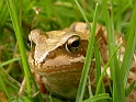 Common frog - A